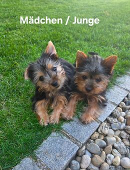 Yorkshire Terrier welpen/ Chip - Simbach