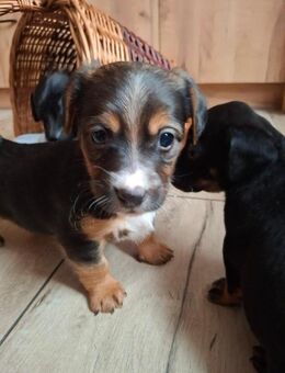 mix welpe Mischling - Steinhagen (Nordrhein-Westfalen)