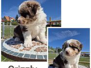 ❤️Wunderschöne ASCA Australian Shepherd Welpen m. P. ❤️ - Tann (Rhön)