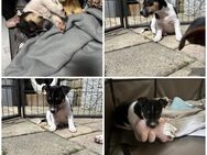 Jack Russel Welpen abzugeben - Eurasburg (Regierungsbezirk Schwaben)
