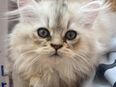 3 süße Kätzchen suchen liebevolles Zuhause in 44575