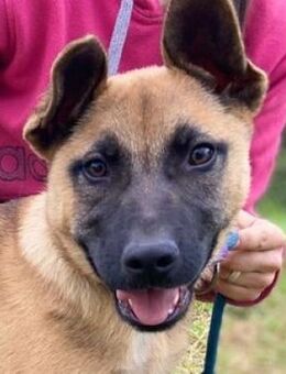 Hundebaby XARO - Gefrees