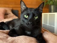Schmusekater LIAM sucht sein Zuhause! - Berlin