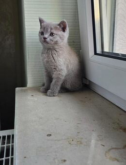 BKH Katzen - Eschweiler