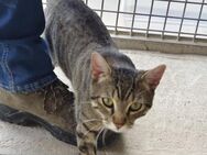 Cross Tigerchen sucht einen Platz zum - Stein-Wingert