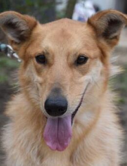 Plum - verschmust & freundlich - Lohmar