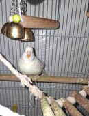 3 Wellensittiche zu verkaufen in 95111