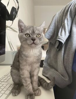 Babykater sucht ein liebvolles zuhause - Bochum
