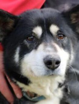 ❤️Ken - zutraulich u. sehr verträglich - Lohra