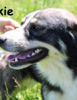 Cookie Pfoten, die dein Herz stehlen - Kissing