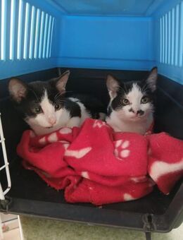 Neo und Inky - Ellerbek