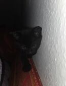 Kitten, männlich, schwarz, ab sofort abzugeben in 66424