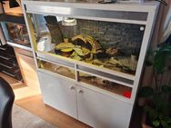 Terrarium mit 4 Leopardgeckos einzeln oder komplett - Achim