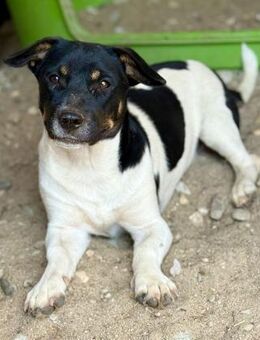 Watson, klein und fröhlich - Bochum