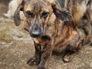 CLIVE ~ kleiner, gespreckelter Hundemann - Duisburg