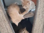 Maine Coon Kitten - Altötting
