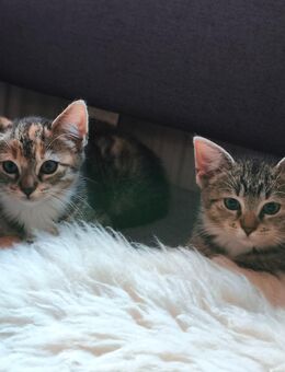 Katzen Kitten 2 Mädchen geb. 15.09.25 - Osterholz-Scharmbeck