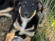 GINO - wunderschöner, verspielter Bub! - Korschenbroich
