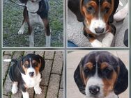 Beagle 3 Jahre von privat - Warendorf