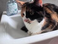 Katze sucht neues Zuhause - Gilching