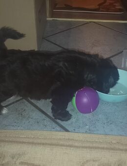 Shi tzu/tschiwawa Welpen - Hassendorf