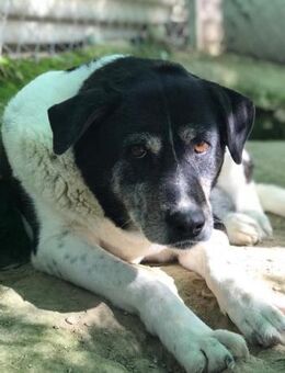 Paca sucht Menschen mit großem Herzen - Laatzen