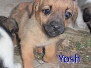 YOSH ❤ sucht Zuhause oder Pflegestelle - Langenhagen