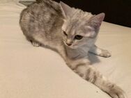 BkH Katze Silver tabby reinrassig 15 Monate alt - Bremen