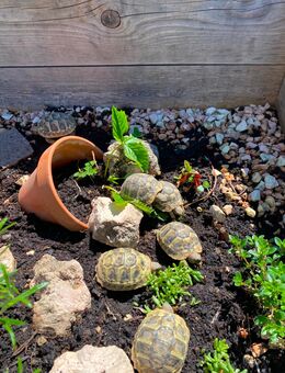 Griechische Landschildkröten - Amtzell