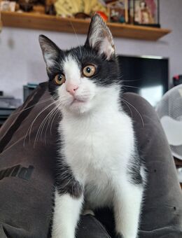 Kater abzugeben. 4 Monate alt - Rüdenhausen