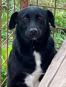 PINA💖liebe,soziale Hündin mit Charakter - Hamburg