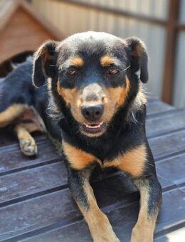 🐾 Nera sanfte Hundedame sucht Zuhause - Ludwigshafen (Rhein)