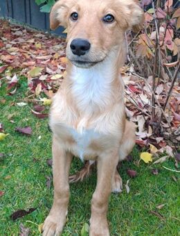 🐾 Laur sucht sein Für-immer-Zuhause! 🏡 - Ludwigshafen (Rhein)