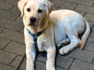 Labrador hellblond 5 Monate abzugeben - Wuppertal