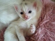 Katzenbaby BKH-MIX, weiß, Kitten - Upahl