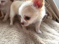 Chihuahua langhaar Welpen suchen zuhause - Weiterstadt