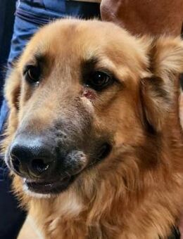 Sudan, lernfreudig, aufmerksam, offen - Westerholt