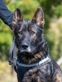 Bendi SI - freundlich, sanft - Rheine