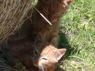 Kitten aus Glückskatze und Maincoon - Lilienthal