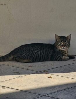 Erica aus dem Tierschutz - Grevenbroich