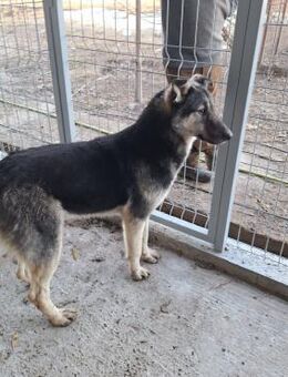 Archie - Köln