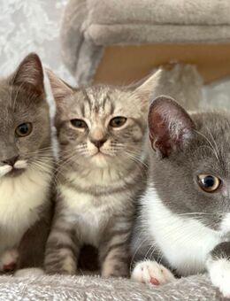 Reinrassige Britische kurzhaar kitten - Münster