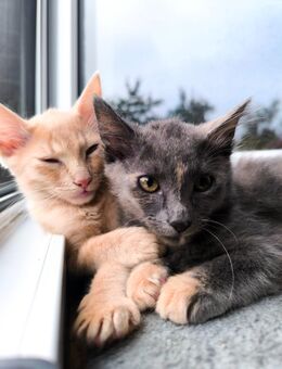 Sphinx Katzen Kitten - Fürstenau