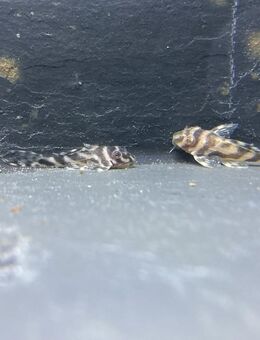 Gruppe L173 NZ Hypancistrus sp. - Sulingen Zentrum