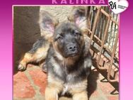 🩷 KALINKA 🩷 - SUCHT IHRE FAMILIE - Alfeld (Leine)