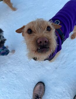 Livi sucht ihr Zuhause - Hamburg Hamburg-Nord