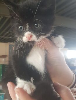 Zwei liebevolle EKH-Kitten suchen ein Zuhause – 12 Wochen alt - Meschede (Kreis- und Hochschulstadt) Zentrum