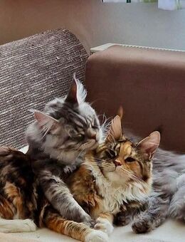 Niemand ist Ehrlich und meint es auch so!! - Hafenlohr