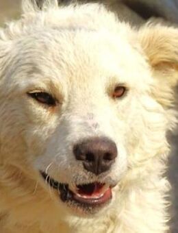 LENNIE sucht Familie - Gefrees