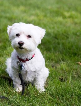 Klein, fein, mein - Kapitalanlage zum Preis des letzten Jahrhunderts! Provisionsfrei! - Essen
